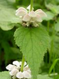 Lamium barbatum