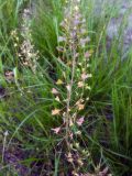 Capsella bursa-pastoris