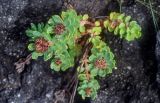 Rhodiola integrifolia. Плодоносящее растение. Курильские о-ва, о-в Итуруп, окр. мыса Одесский, на скале. 21.08.2023.