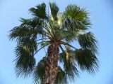 Washingtonia filifera. Крона цветущего растения. Турецкая Республика, пров. Анталья, г. Кемер (Türkiye Cumhuriyeti, il Antalya, Kemer); в городском озеленении. 04.06.2009.