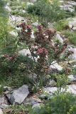 Atraphaxis pyrifolia. Цветущее растение. Южный Казахстан, каньон Даубаба, правый берег. 05.05.2012.