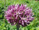 Allium aflatunense