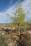 Ferula paniculata. Цветущее растение в солянково-серополынной глинистой пустыне. Казахстан, Восточно-Казахстанская обл., Аягозский р-н, 38 км СЗ пос. Актогай; Северное Прибалхашье, плоская терраса долины р. Баканас, юго-западнее сопки Аяккараул. 31.05.2013.