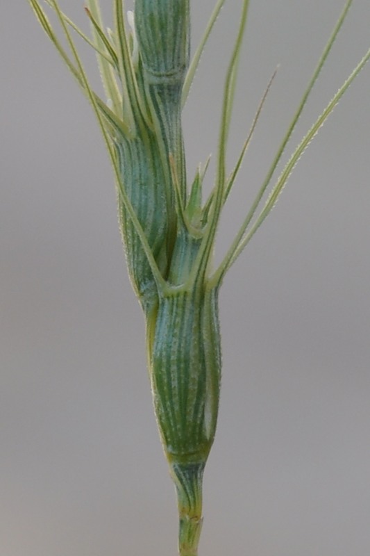 Изображение особи Aegilops triuncialis.