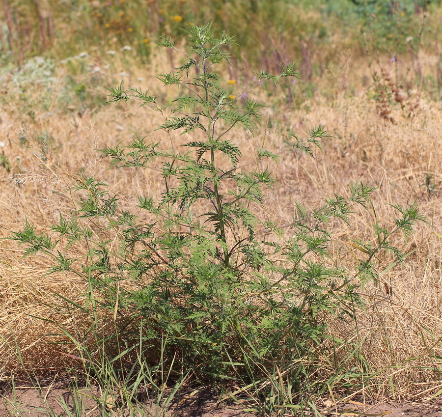 Image of Ambrosia artemisiifolia specimen.