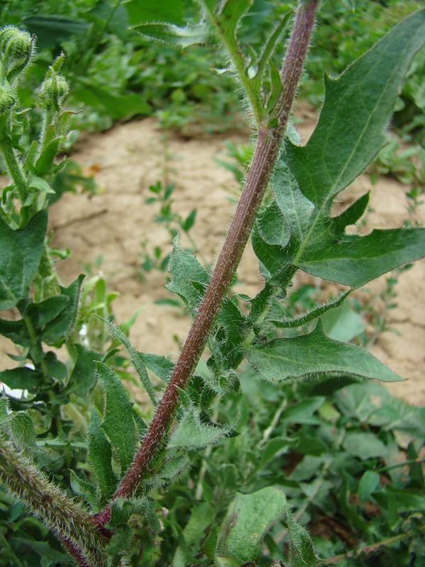 Изображение особи Crepis foetida.