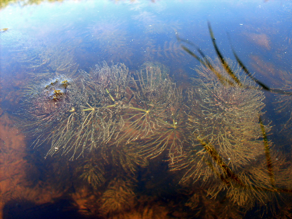 Изображение особи Ceratophyllum submersum.