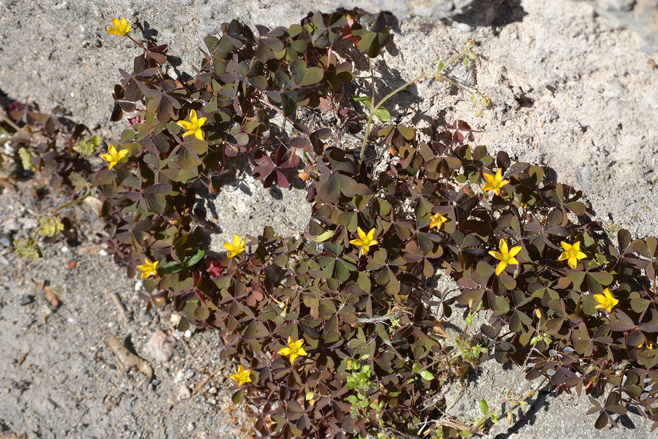 Изображение особи Oxalis corniculata.