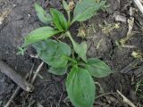 Plantago major