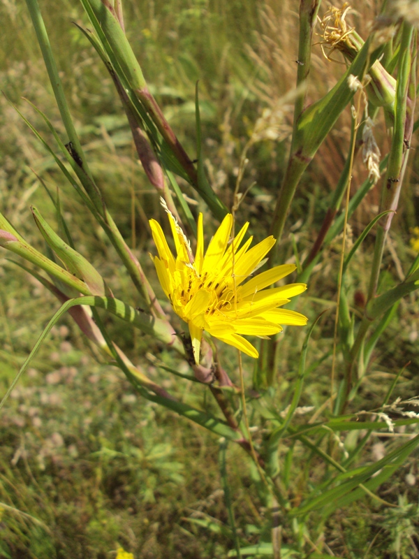 Изображение особи Tragopogon ucrainicus.