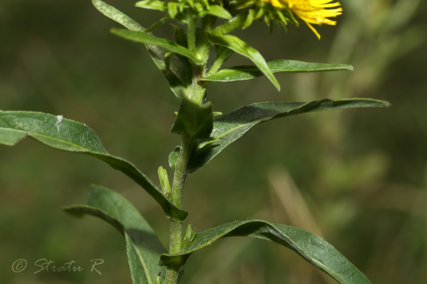 Изображение особи Inula britannica.