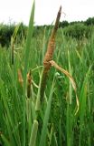 Typha intermedia