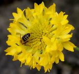 Gaillardia pulchella