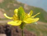 Ranunculus oxyspermus