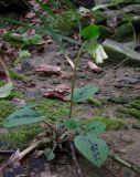 Symphytum grandiflorum. Зацветающее растение. Краснодарский край, Сочи, окр. Адлера, русло ручья. 15.02.2015.