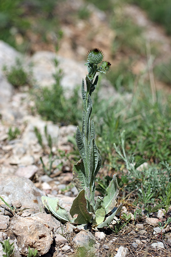 Image of Cousinia sewerzowii specimen.