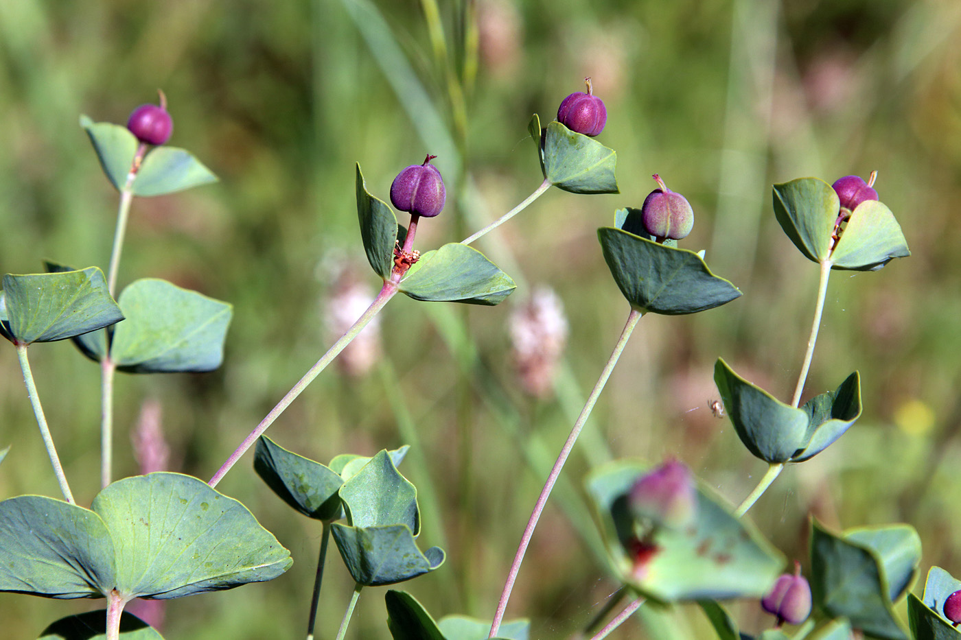Изображение особи Euphorbia sewerzowii.