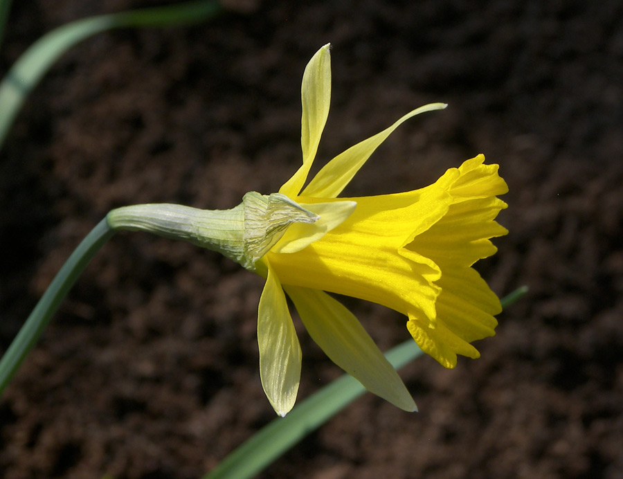 Изображение особи Narcissus confusus.