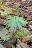 Eranthis stellata