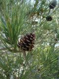 Pinus pityusa