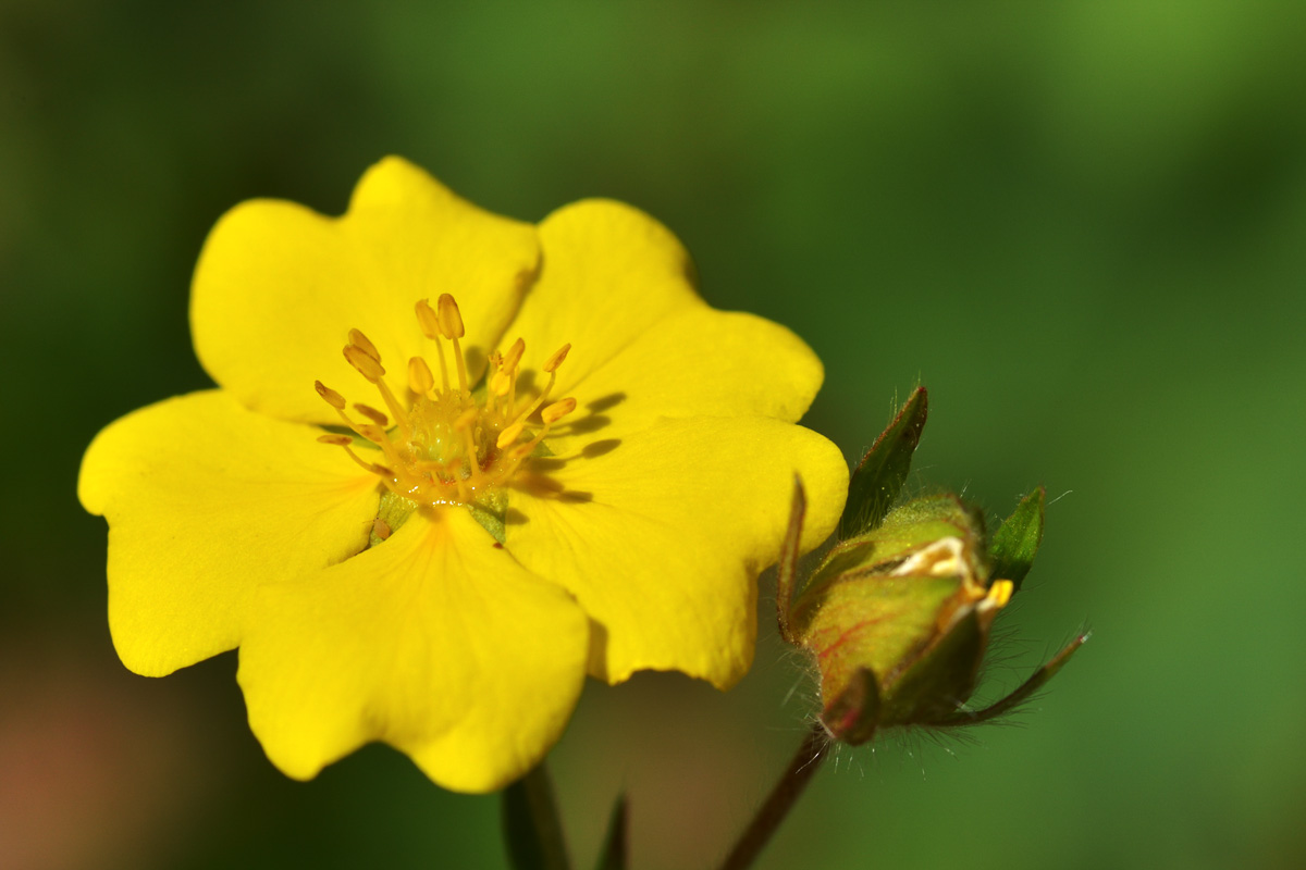 Изображение особи Potentilla nervosa.