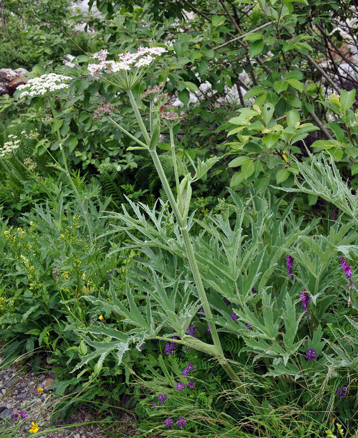 Изображение особи Heracleum freynianum.