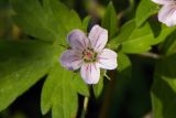 Geranium sibiricum. Цветок. Владивосток, пустырь. 20.09.2016.