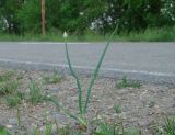 Allium fistulosum