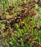 Juncus articulatus