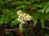 Sorbus sambucifolia. Верхушка побега с цветками. Магаданская обл., окр. Магадана, п-ов Старицкого, сопка Марчеканка, в распадке у ручья. 26.06.2016.