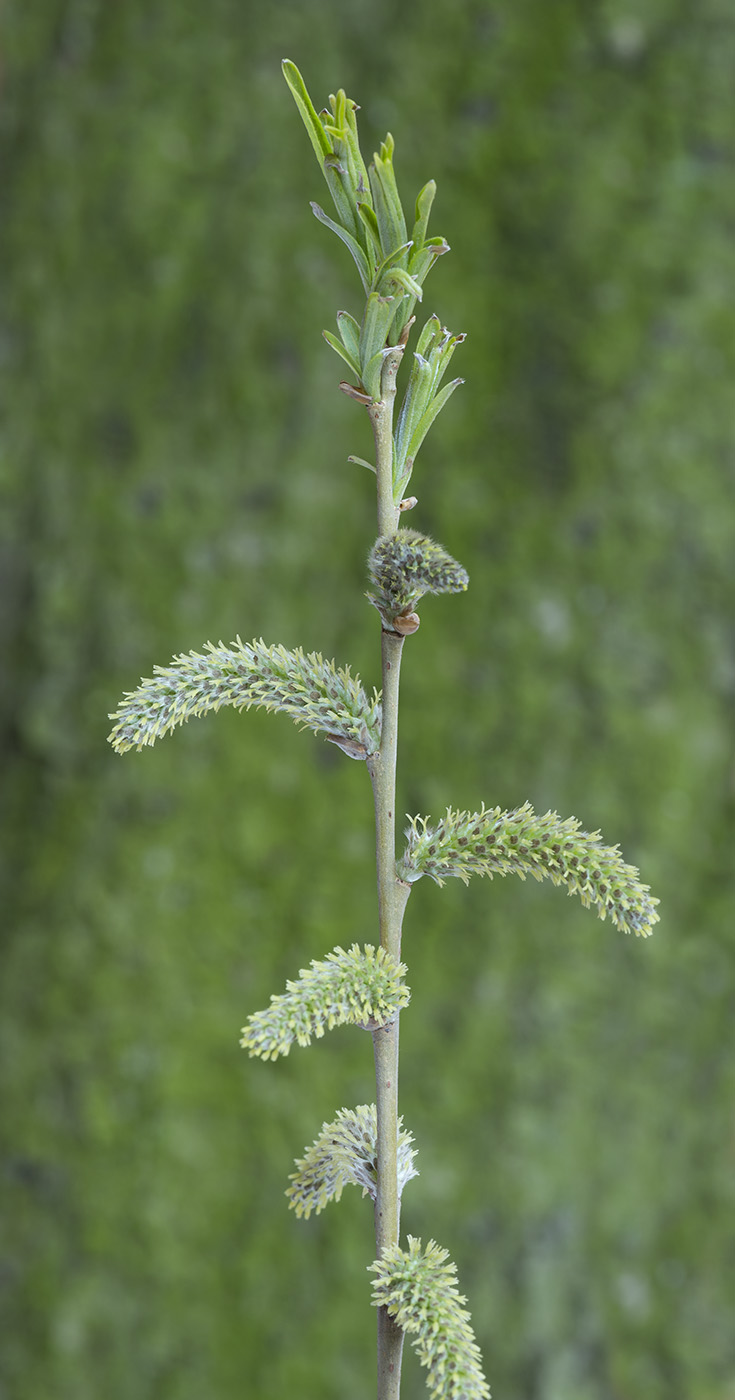 Изображение особи Salix viminalis.