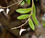 Dendrobium crumenatum