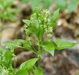 Mercurialis perennis