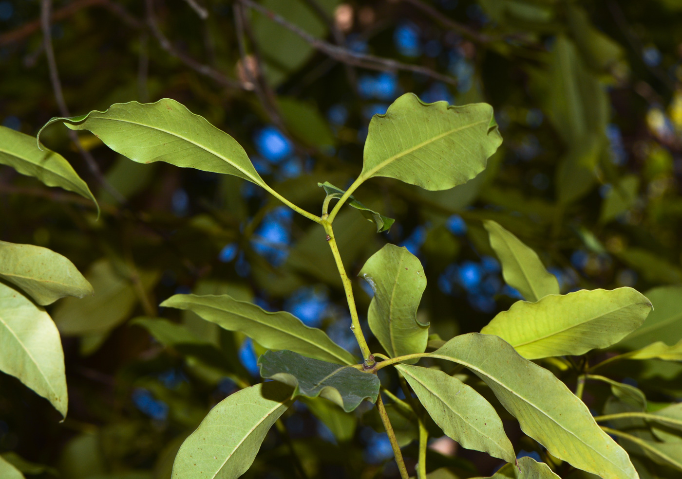 Изображение особи Lophostemon confertus.