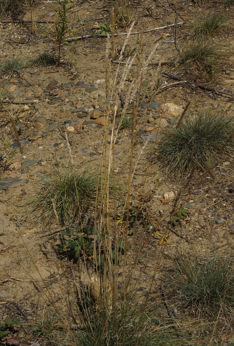 Image of genus Koeleria specimen.