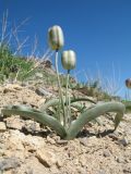 Tulipa bifloriformis. Плодоносящее растение. Южный Казахстан, Сырдарьинский Каратау, горы Улькунбурултау, ≈ 900 м н.у.м., каменистый склон южной экспозиции. 27 апреля 2018 г.