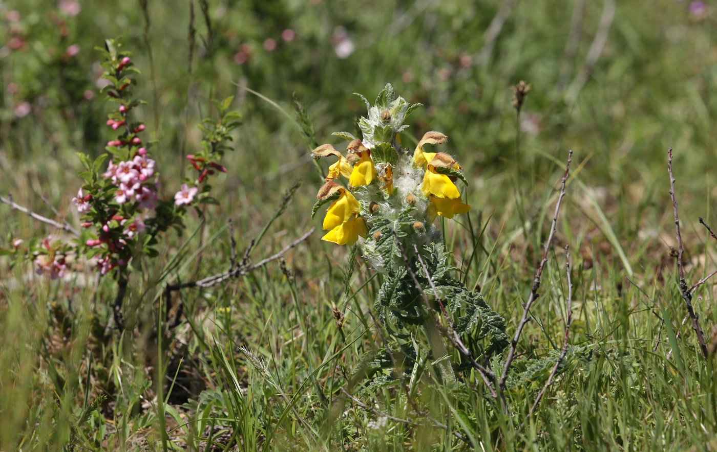 Изображение особи Phlomoides speciosa.