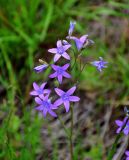 Campanula patula. Соцветие (слева снизу виден цветок с аномальным числом лепестков). Московская обл., Орехово-Зуевский р-н, долина р. Нерская, пойменный луг. 14.06.2018.