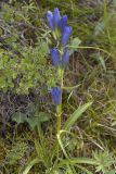 Gentiana decumbens