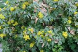 Mahonia aquifolium