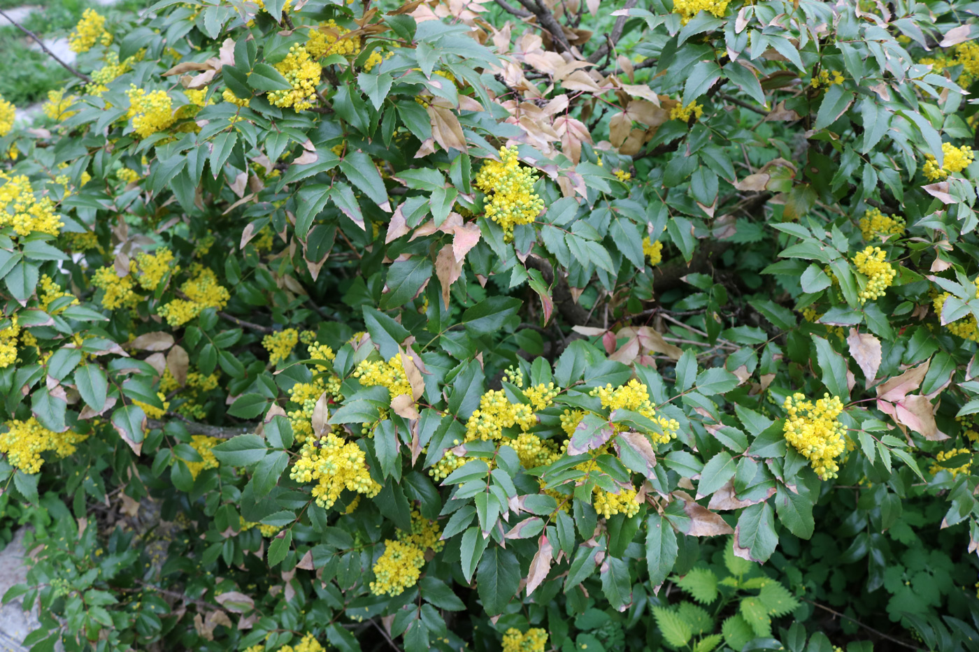 Изображение особи Mahonia aquifolium.