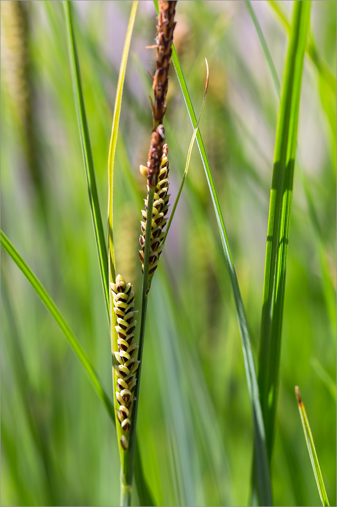 Изображение особи род Carex.