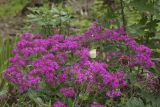 Silene armeria