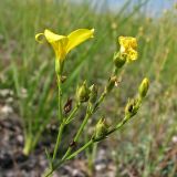 Linum ucranicum