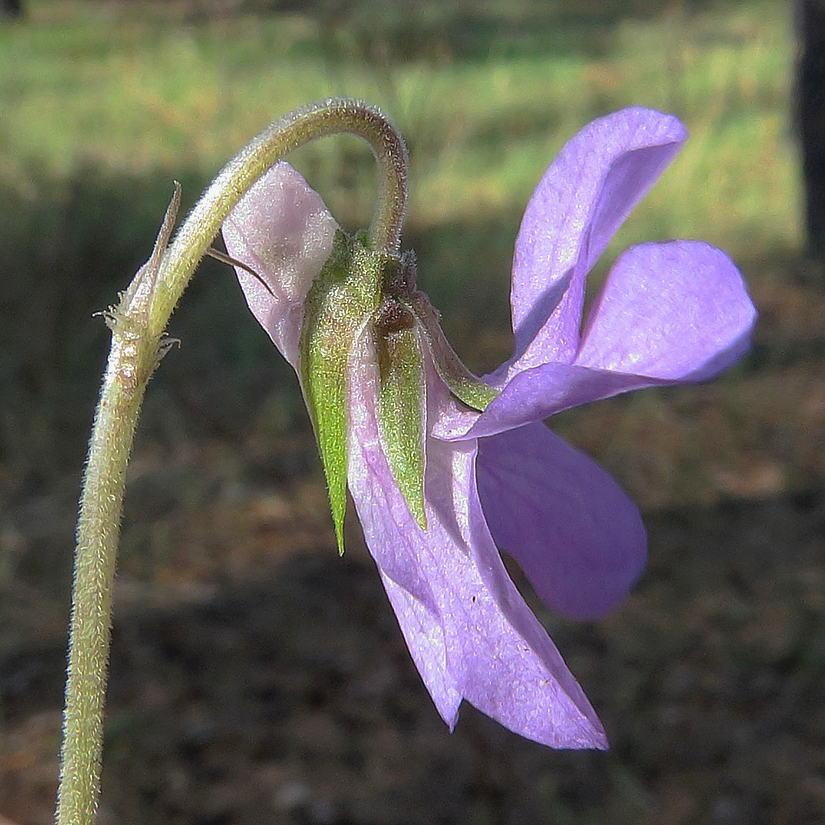 Изображение особи Viola rupestris.