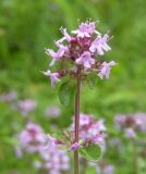 Thymus ovatus. Верхушка цветущего растения. Украина, Закарпатская обл., Тячевский р-н, с. Усть-Черная, поляна на горе Стоги. 21.06.2010.