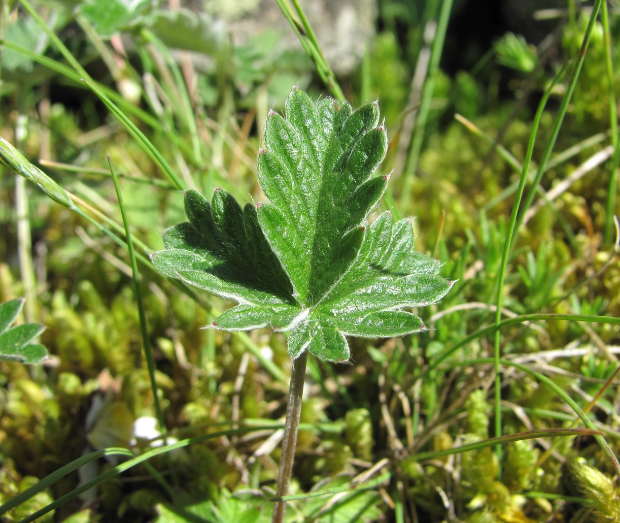 Изображение особи Potentilla nivea.