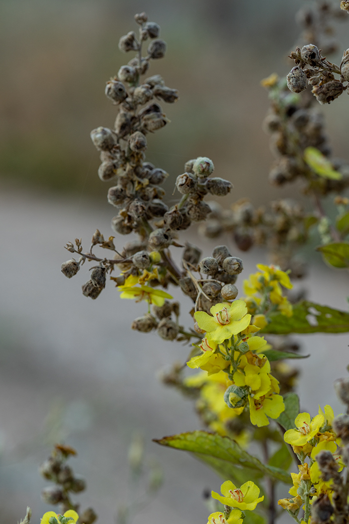 Изображение особи Verbascum lychnitis.