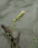 Myricaria bracteata. Верхушка побега с соцветием. Карачаево-Черкесия, Тебердинский заповедник, г. Теберда, берег р. Теберда. 22.07.2019.