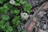 Trifolium repens